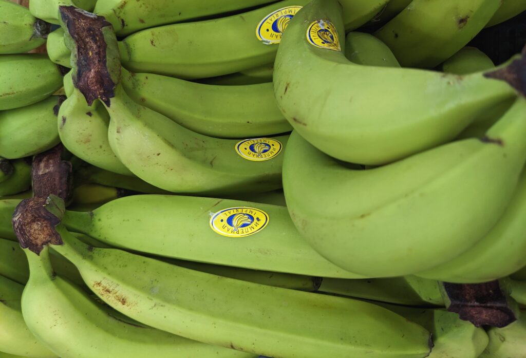 Green bananas, a source of resistant starch